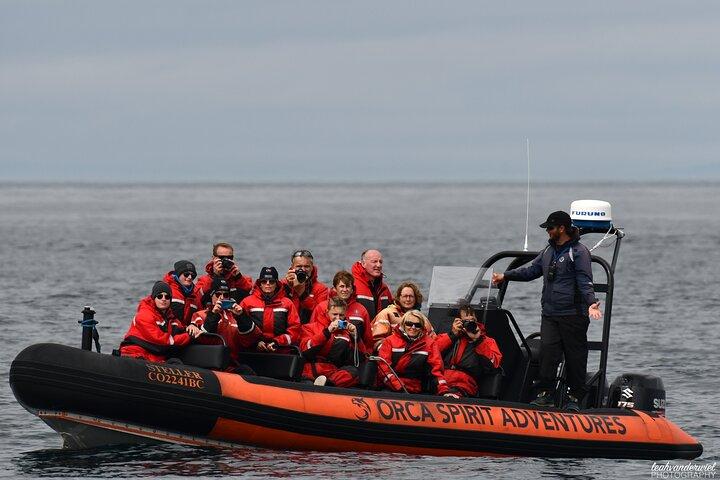 Summer Whale Watching Tour in a Zodiac Boat in Victoria