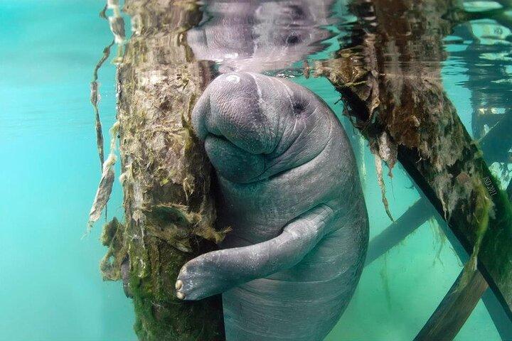 Most Popular 3hr Manatee Swim Tour + In-Water Guide!