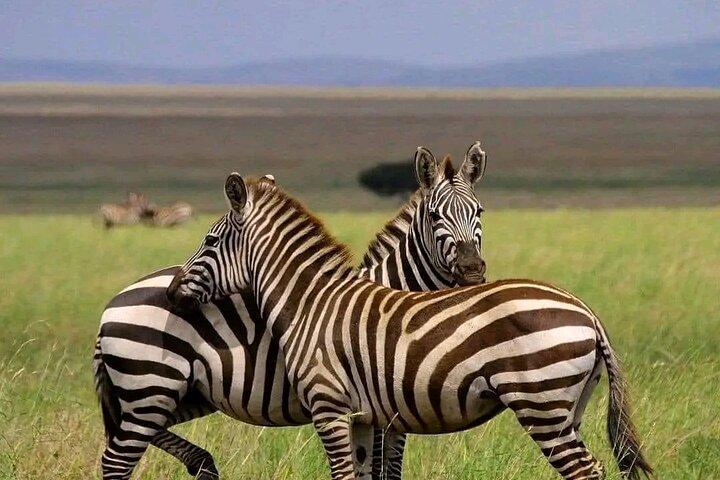 Day Trip Safari to Mikumi National Park from Zanzibar