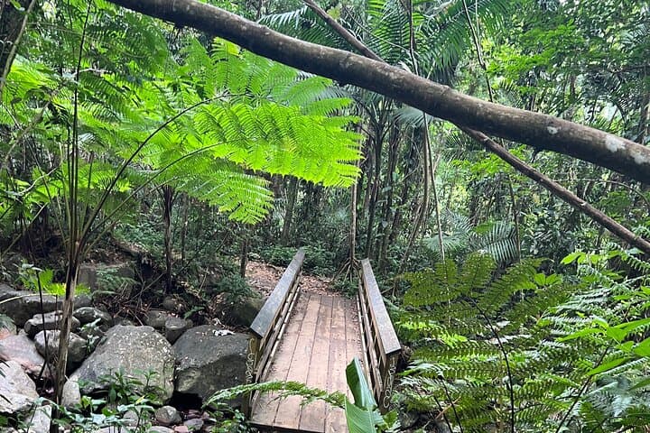 El Yunque National Forest Guided Tour with Transport