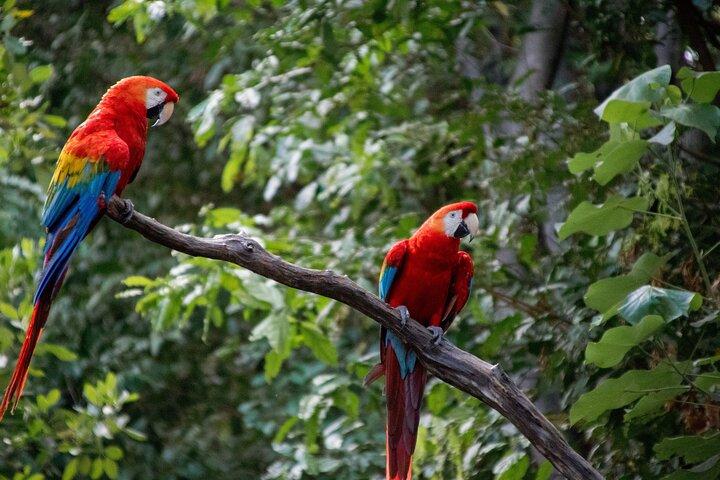 3 Day Tambopata National Reserve Tour with Local Guide & Wildlife