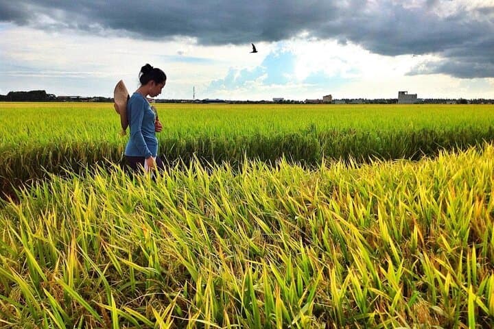 Sekinchan Nature & Coastal Tour: Paddy Fields, Beach & Fireflies