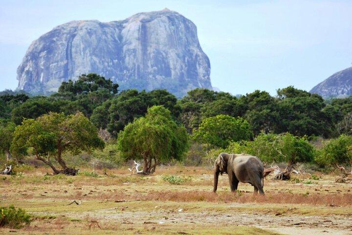 Yala National Park Wildlife Safari/ Game Drive - by Ajith Safari
