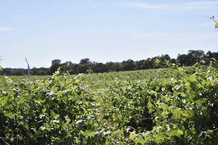 Lodi wine tasting tours Customized private Wine Tour