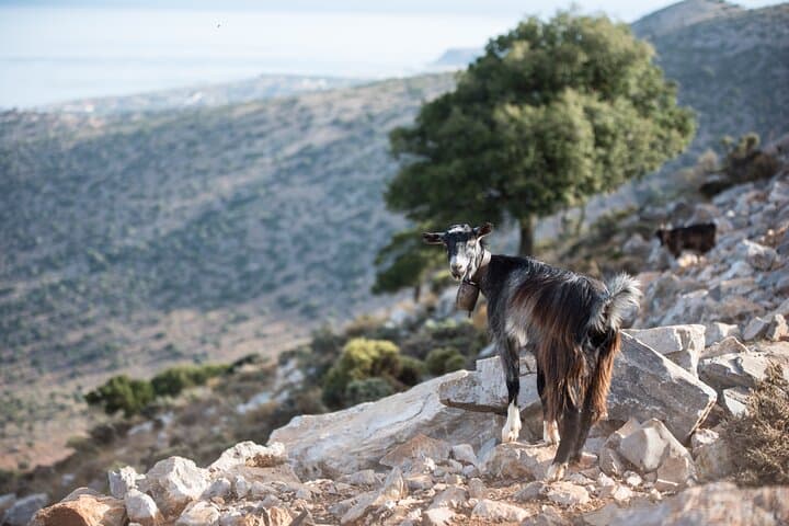 PRIVATE-Zeus’ Birthplace - Knossos-Olive oil Factory-Old Villages