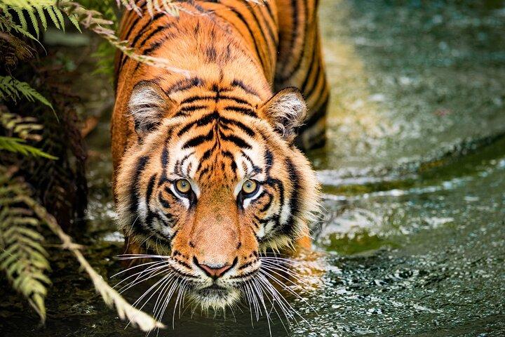 5 Days Golden Triangle with Ranthambore (Delhi Agra Jaipur Ranthambore Tour)