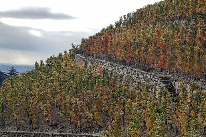 Guided tour and wine tasting Northern Rhône Valley