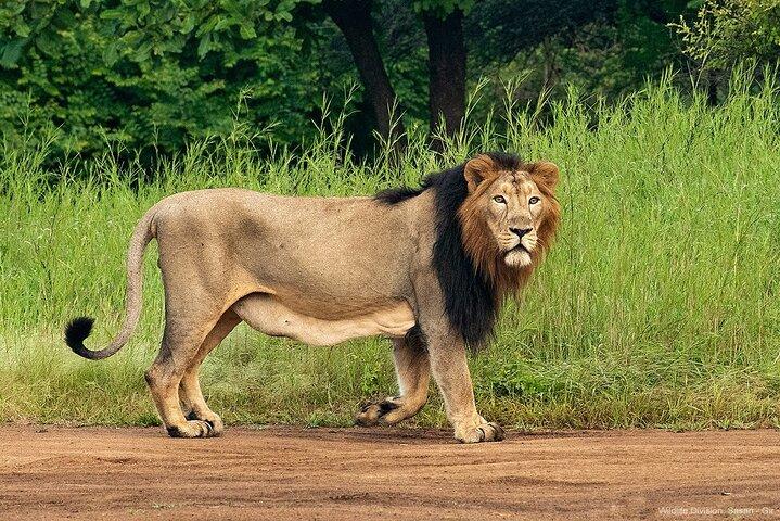 Jeep Safari: A Skip the line access to Devalia Safari Park India