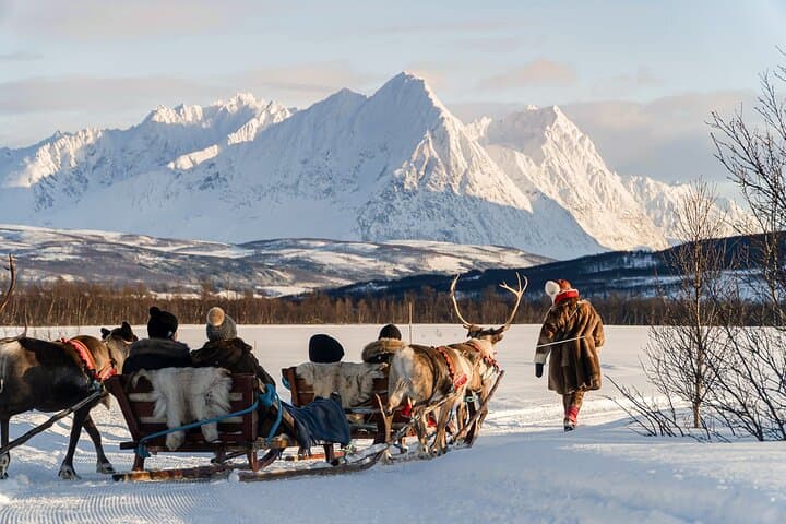 Reindeer Sledding & Feeding with Sámi Culture in Tromso