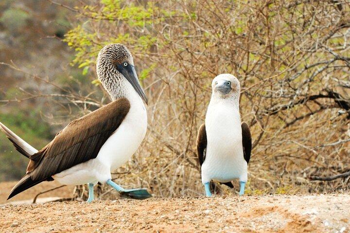 Lobos Island and Ochoa Beach Day Tour: Snorkeling & Wildlife