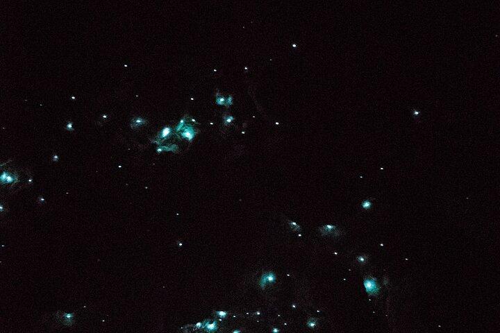 Glow Worm Caves Express Tour in Bay of Islands