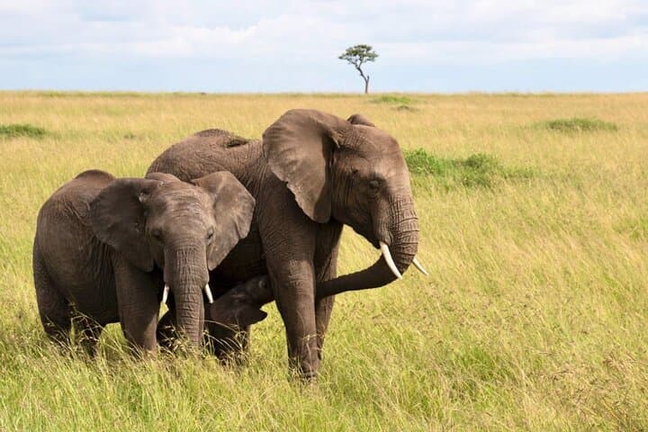 Full Day Tala Game Reserve, Natal Park & Phezulu from Durban