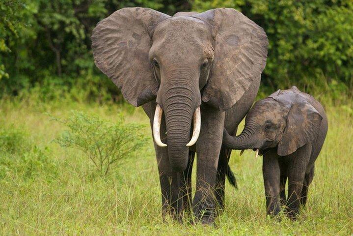 Half Day Safari - Tala Game Reserve and Natal Park from Durban