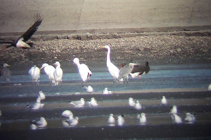 3-Hour Private Birdwatching in the Wetlands near Brasov
