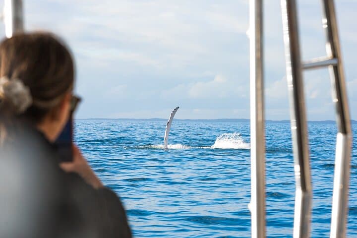 Hervey Bay: Premium Small Group Whale Watching Safari - Half Day