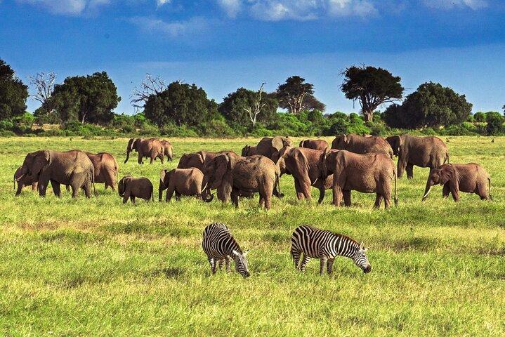 Private Tour of Tsavo East National Park from Mombasa