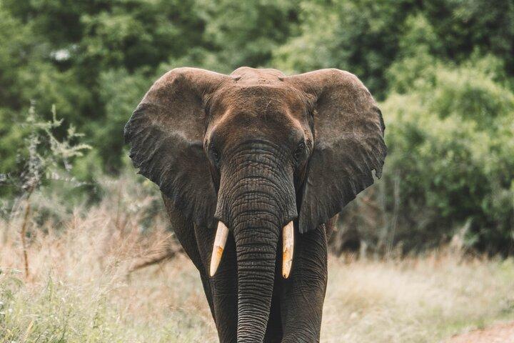 Wildlife Extravaganza: Manyara, Tarangire & Ngorongoro in 3 Days