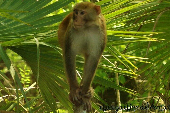 Silver Springs Clear Kayak Manatee, Monkey & Wildlife Adventures
