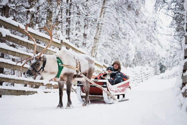 Husky and Reindeer Experience With Snowmobiling