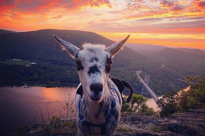 Goat Hiking, Beaver Dam Visit and picnic in Quebec forest