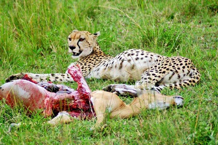 2 Days 1 Night Amboseli National Park Safari from Nairobi