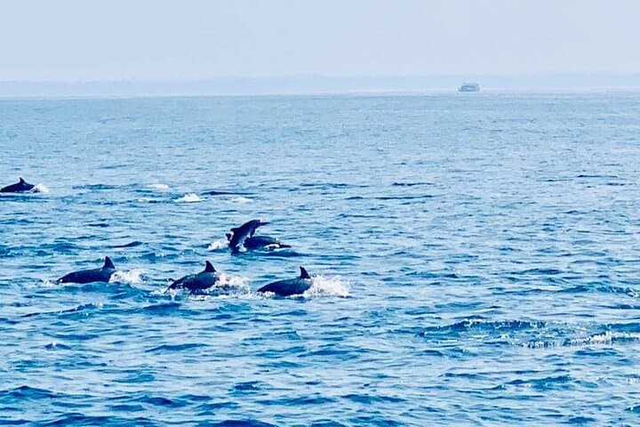 Dolphin Watching in Kalpitiya