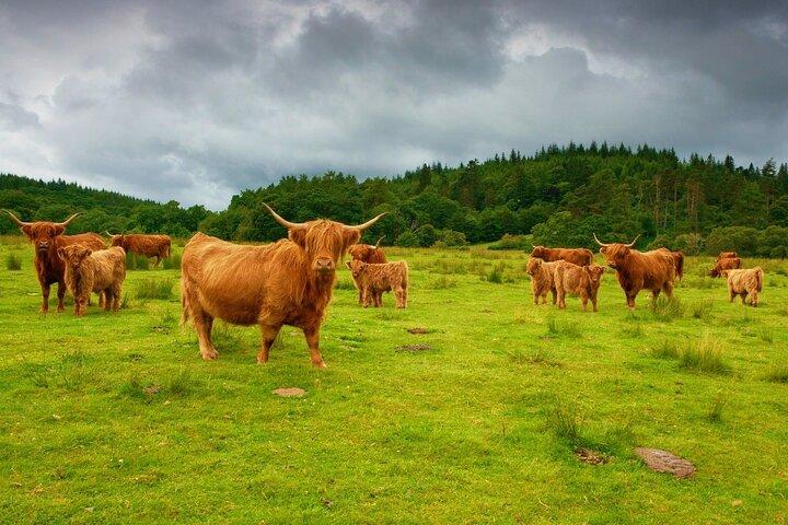 Highlights of Scotland Custom Private Tour from St Andrews