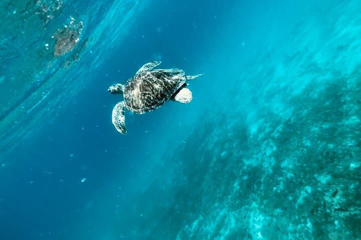 Tortola Private Tour and Snorkeling in the most beautiful beaches