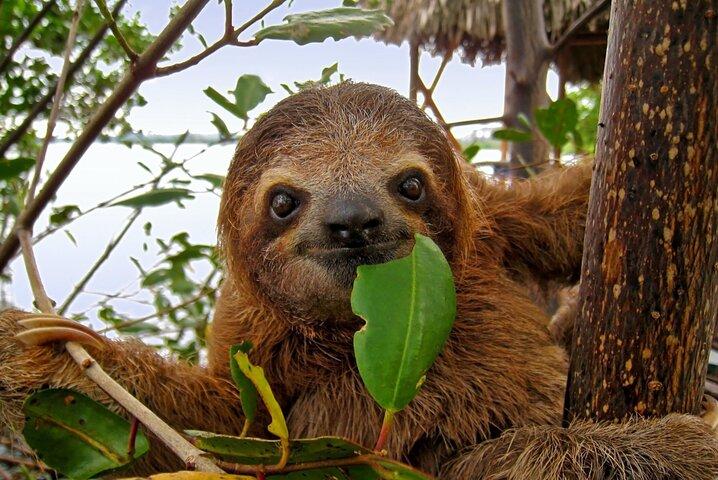Roatan Zipline Adventure, Sloths & Monkeys,Chocolate Factory Tour