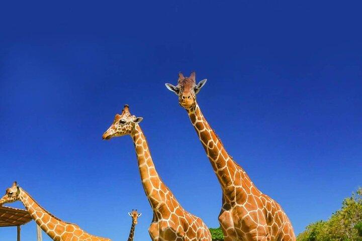 Full day Costa Rican Safari Shared Tour