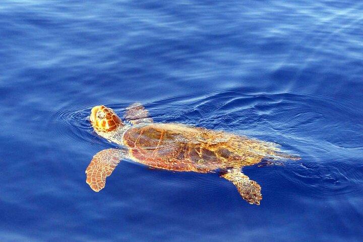 Dolphin - Whale - Turtle - Bird Watching