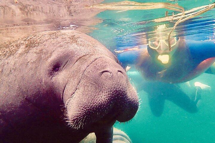 Manatee Snorkel Tour from American Pro Diving Center