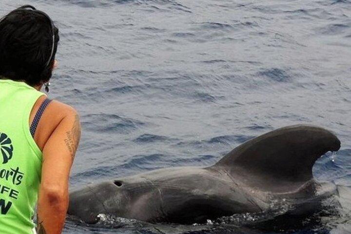 Tenerife Respectful Whale and Dolphin Cruise from Los Cristianos