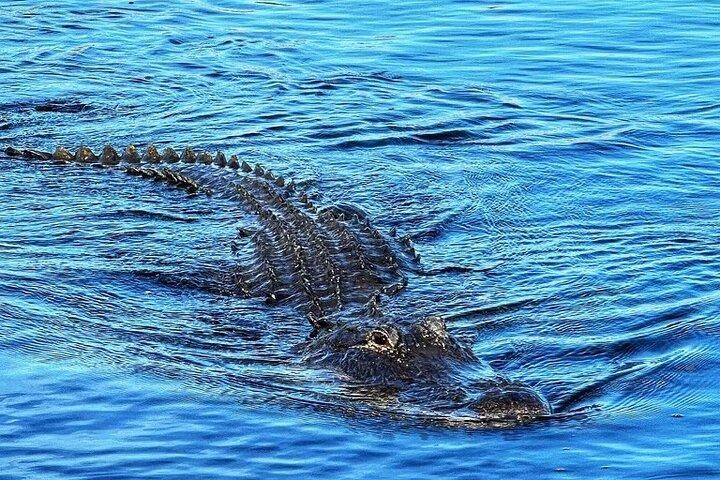 Everglades Small-Group Tour from Miami with Transportation