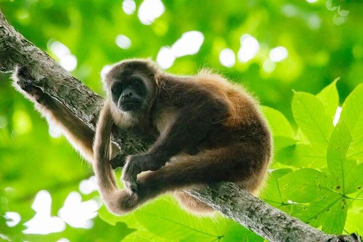 Full Day Private Churute Mangroves Reserve and Cocoa Farm Tour