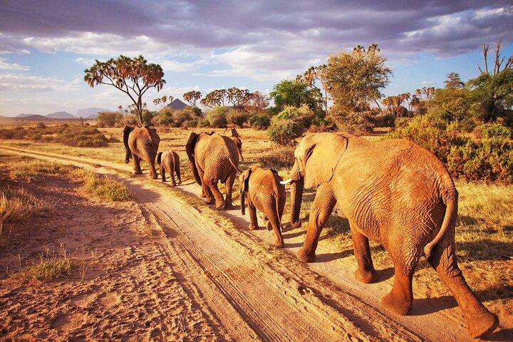 2 Days, 1 Night - Tsavo East National Park Safari