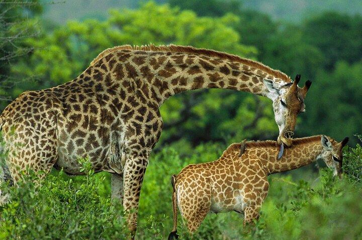 Nairobi Giraffe Center and Karen Blixen Museum Guided Tour