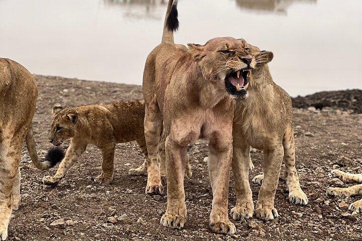 Safari In Nairobi Kenya National Park Half day Tour