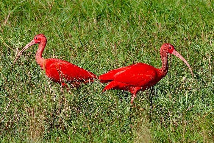 Caroni Swamp Sunset Wildlife Experience