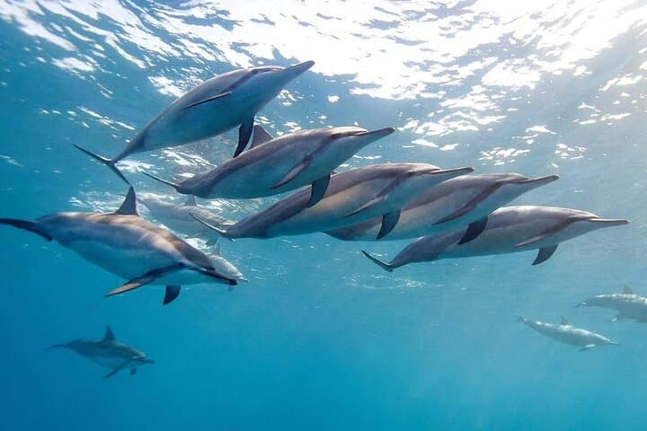 Land and Sea: Dolphin Encounter & Private South-West of Mauritius