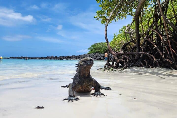 Beach Wildlife and Snorkel Adventure with Underwater Specialist