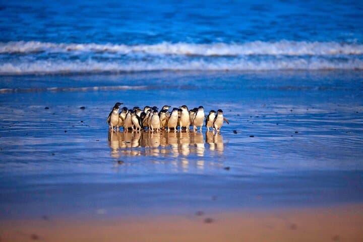 Phillip Island Penguin Parade and Churchill Island Farm Bus Tour