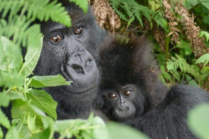1 Day Gorilla Trekking Experience in Volcanoes National Park