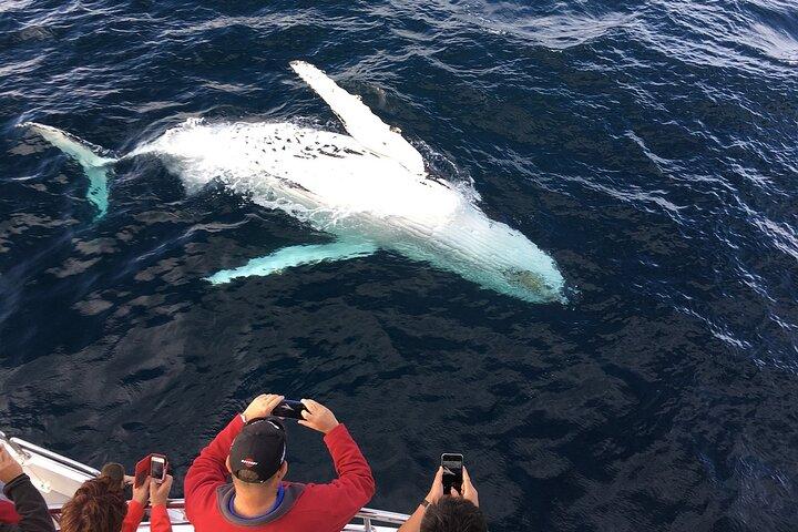 Cape Town Whale Watching Activity in Hermanus