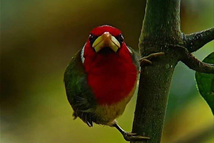 Unforgettable Birdwatching In Mindo with Expert Ornithologist.