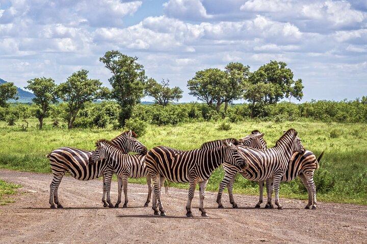 Private Full Day Tour in Kruger National Park