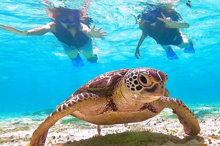 [Miyako Island/Half Day] Sea Turtle Snorkeling