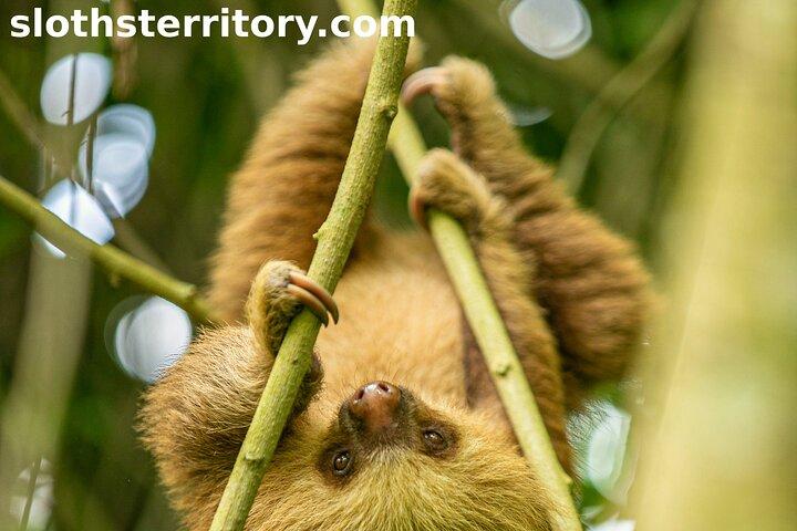 Sloths Watching Tour through Sloth's Territory