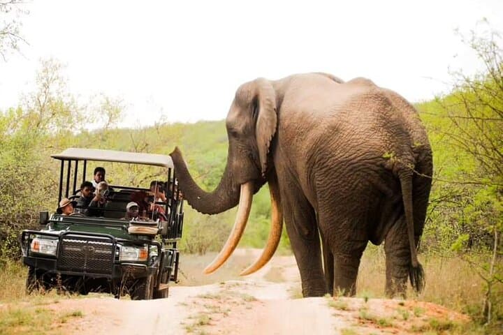 Kruger National Park Wild Safari Adventure 3days 2night