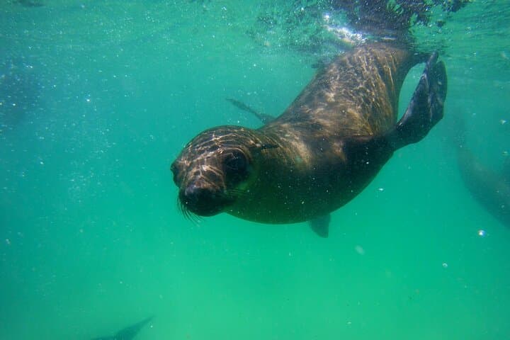 Seal Viewing Boat Trip in Plettenberg Bay